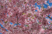 foton-natur008