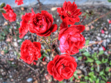 foton-natur025